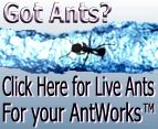 Live ants shipped direct to your door